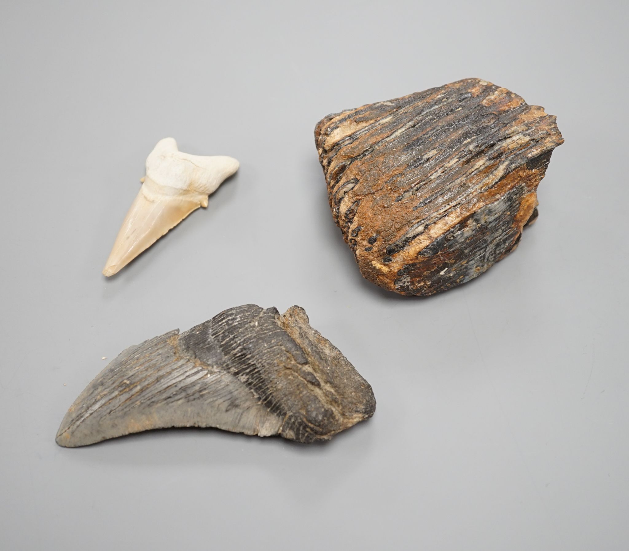 A mammoth tooth, a megalodon tooth and smaller shark tooth, Mammoth tooth 9cms high.